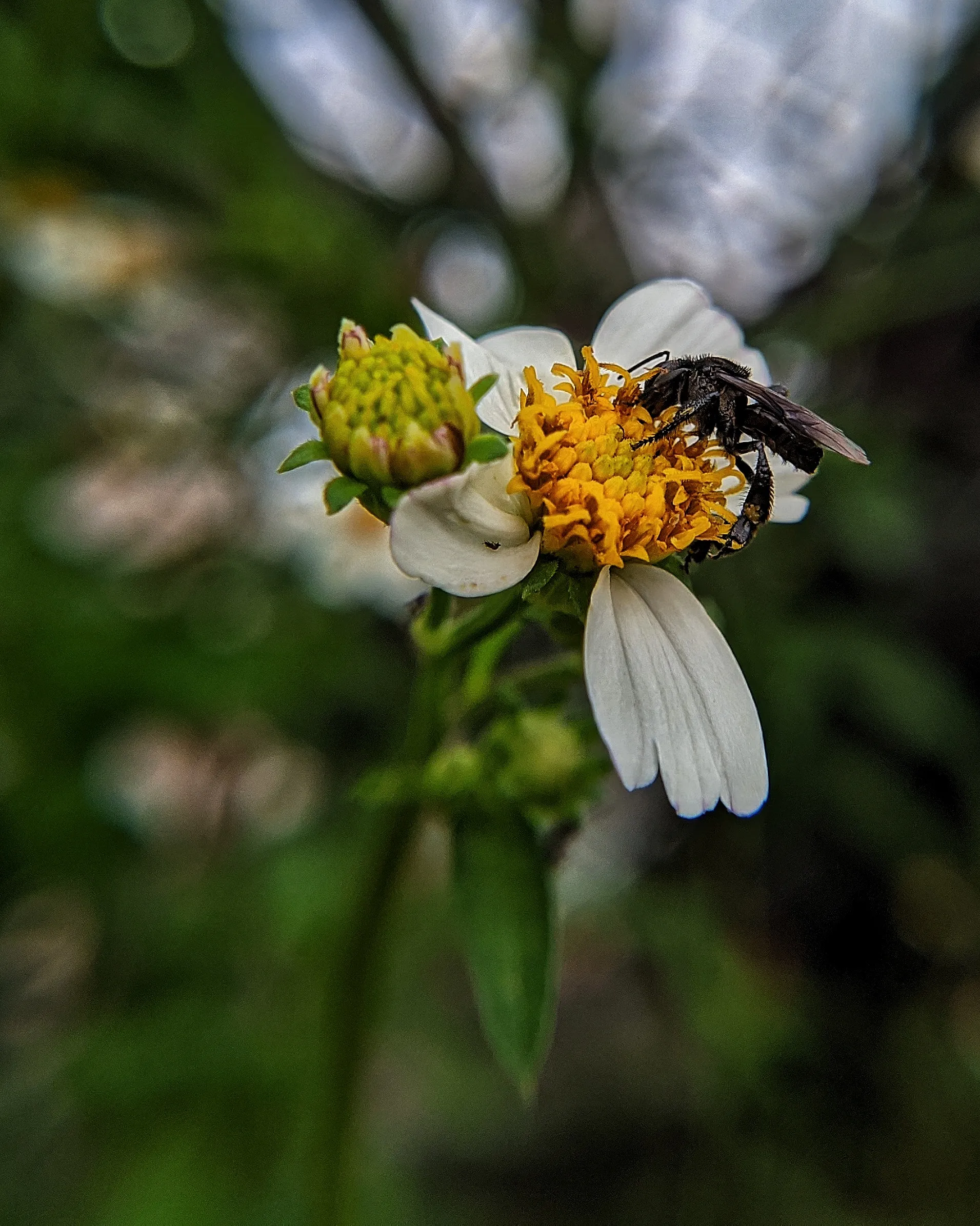 A bee collecting nectar from a flower at Bukit Jugra, Malaysia